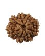 8 Mukhi Rudraksha (Nepal) 19.55 MM
