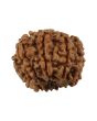 8 Mukhi Rudraksha (Nepal) 19.55 MM