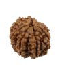 8 Mukhi Rudraksha (Nepal) 19.55 MM