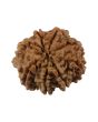 8 Mukhi Rudraksha (Nepal) 19.55 MM