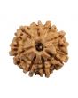 8 Mukhi Rudraksha (Nepal) 20.31 MM