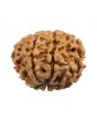 8 Mukhi Rudraksha (Nepal) 20.31 MM