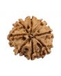 8 Mukhi Rudraksha (Nepal) 20.31 MM