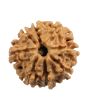 8 Mukhi Rudraksha (Nepal) 20.36 MM