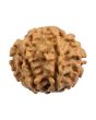 8 Mukhi Rudraksha (Nepal) 20.36 MM