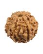 8 Mukhi Rudraksha (Nepal) 20.36 MM