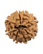 8 Mukhi Rudraksha (Nepal) 20.36 MM