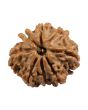 8 Mukhi Rudraksha (Nepal) 21.35 MM