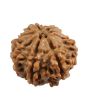 8 Mukhi Rudraksha (Nepal) 21.35 MM