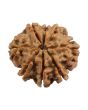 8 Mukhi Rudraksha (Nepal) 21.35 MM