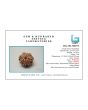 8 Mukhi Rudraksha (Nepal) 21.35 MM