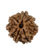 8 Mukhi Rudraksha (Nepal) 18.69 MM