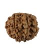 8 Mukhi Rudraksha (Nepal) 18.69 MM