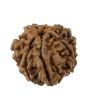 8 Mukhi Rudraksha (Nepal) 18.69 MM