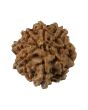 8 Mukhi Rudraksha (Nepal) 18.69 MM