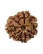 8 Mukhi Rudraksha (Nepal) 20.35 MM