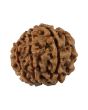 8 Mukhi Rudraksha (Nepal) 20.35 MM