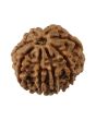 8 Mukhi Rudraksha (Nepal) 20.35 MM