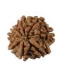 8 Mukhi Rudraksha (Nepal) 20.35 MM