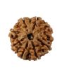8 Mukhi Rudraksha (Nepal) 19.72 MM