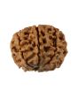 8 Mukhi Rudraksha (Nepal) 19.72 MM