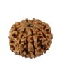 8 Mukhi Rudraksha (Nepal) 19.72 MM