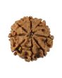8 Mukhi Rudraksha (Nepal) 19.72 MM