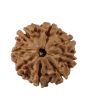 8 Mukhi Rudraksha (Nepal) 19.24 MM