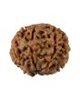 8 Mukhi Rudraksha (Nepal) 19.24 MM