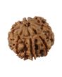 8 Mukhi Rudraksha (Nepal) 19.24 MM