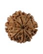 8 Mukhi Rudraksha (Nepal) 19.24 MM