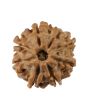 8 Mukhi Rudraksha (Nepal) 17.21 MM