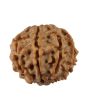 8 Mukhi Rudraksha (Nepal) 17.21 MM