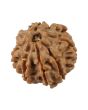 8 Mukhi Rudraksha (Nepal) 17.21 MM