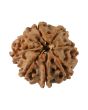 8 Mukhi Rudraksha (Nepal) 17.21 MM