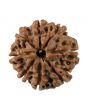 8 Mukhi Rudraksha (Nepal) 18.87 MM