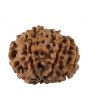 8 Mukhi Rudraksha (Nepal) 18.87 MM