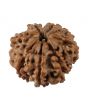 8 Mukhi Rudraksha (Nepal) 18.87 MM