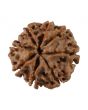 8 Mukhi Rudraksha (Nepal) 18.87 MM