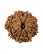 8 Mukhi Rudraksha (Nepal) 19.5 MM