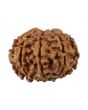 8 Mukhi Rudraksha (Nepal) 19.5 MM