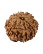8 Mukhi Rudraksha (Nepal) 19.5 MM