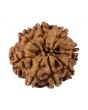 8 Mukhi Rudraksha (Nepal) 19.5 MM