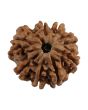 8 Mukhi Rudraksha (Nepal) 22.06 MM