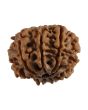 8 Mukhi Rudraksha (Nepal) 22.06 MM