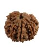 8 Mukhi Rudraksha (Nepal) 22.06 MM