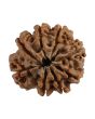 8 Mukhi Rudraksha (Nepal) 22.06 MM