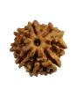 8 Mukhi Rudraksha (Nepal) 17.21 MM
