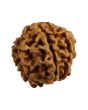 8 Mukhi Rudraksha (Nepal) 17.21 MM