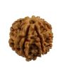 8 Mukhi Rudraksha (Nepal) 17.21 MM